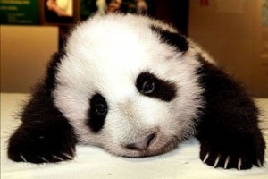 sad_panda