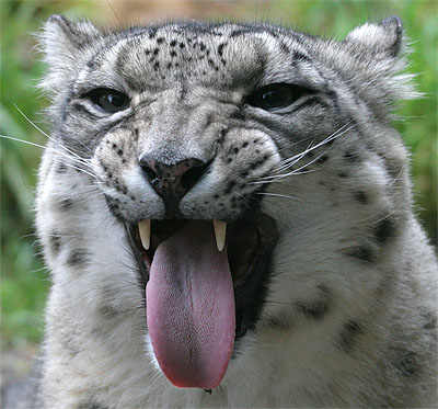 pictures of snow leopards